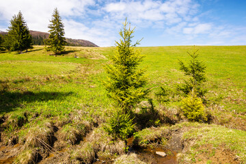 coniferous trees on the grassy hills and meadows of the carpathian countryside in spring. rural landscape of ukraine on a sunny day