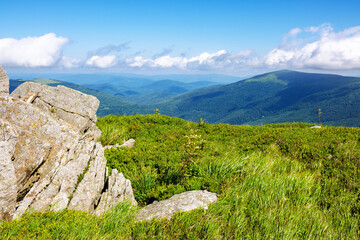 stones and boulders on the grassy alpine hillside. mountainous carpathian landscape of ukraine in summer on an sunny day