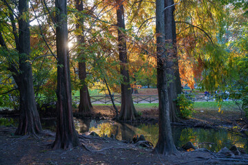 Obraz premium Parco Sempione, public park in Milan at fall
