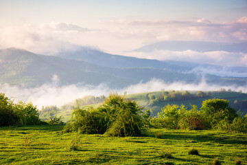 carpathian countryside scenery on a foggy morning. mountainous rural landscape of ukraine with grassy meadows, forested hills and misty valley in spring. clouds above the mountains - 772942592