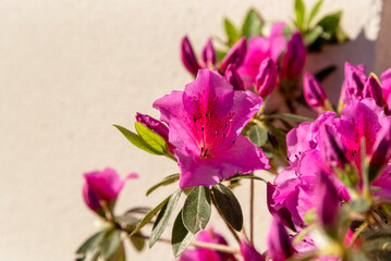 Close-up detail of deep pink azalea flowers clustered on the right side of the image against a sunlit beige background