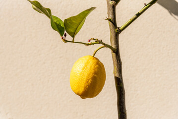 Detail shot of a lemon hanging from the branch of a lemon tree with a beautiful green leaf on a beige background illuminated by the sunlight