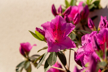 Close-up detail of a deep pink azalea blossom against a beige background illuminated by sunlight.