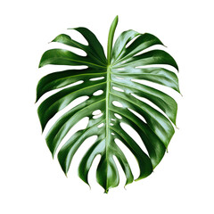 Green leaf of Swiss cheese monstera plant or split-leaf philodendron (Monstera deliciosa) the tropical foliage popular houseplant on transparent, alpha background png - obrazy, fototapety, plakaty