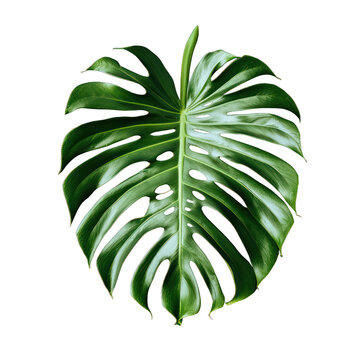 Green leaf of Swiss cheese monstera plant or split-leaf philodendron (Monstera deliciosa) the tropical foliage popular houseplant on transparent, alpha background png