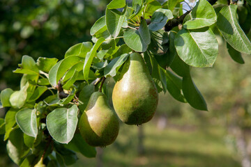 Shiny delicious pears hanging from a tree branch in the orchard..
