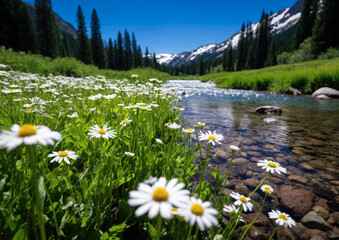 White daisies on the background of a mountain river and blue sky - obrazy, fototapety, plakaty