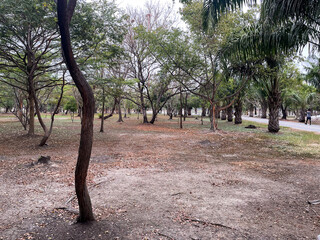 garden tree
