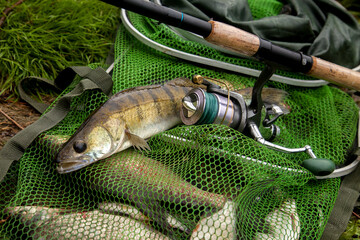 Freshwater zander and fishing rod with reel on keepnet with fishery catch in it..