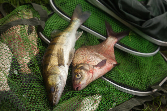 Freshwater zander and common bream fish on keepnet with fishery catch in it..