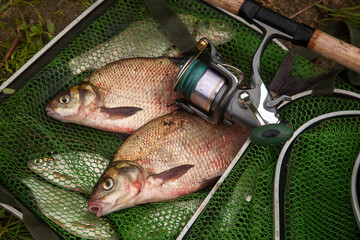 Two big freshwater common bream fish and fishing rod with reel on green fishing net..