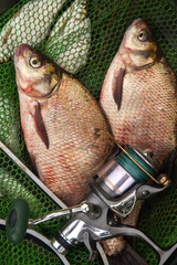 Two big freshwater common bream fish and fishing rod with reel on green fishing net..