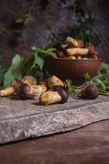 Pile of Imleria Badia or Boletus badius mushrooms commonly known as the bay bolete on vintage wooden background..