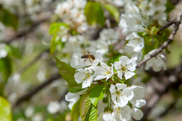 Close up view of working honeybee on white flower of sweet cherry tree. Collecting pollen and nectar to make sweet honey.