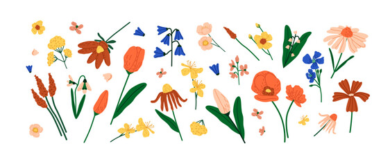 Wildflowers set. Summer meadow flowers. Blossom field plants. Wild flora: buttercup, tulip, poppy, carnation. Floral decoration, botanical decor. Flat isolated vector illustration on white background - obrazy, fototapety, plakaty