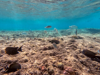 Shoal of Sargos or White Seabream swimming at the coral reef in the Red Sea, Egypt..