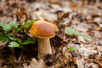 Single Boletus mushroom in the wild. Porcini mushroom grows on the forest floor at autumn season..