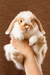 a dwarf rabbit in the hands of the owner