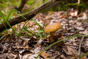 Boletus mushroom in the wild. Porcini mushroom grows on the forest floor at autumn season..