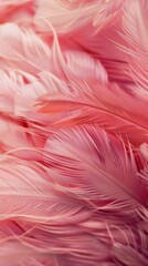 Close-up of pink feathers with soft texture