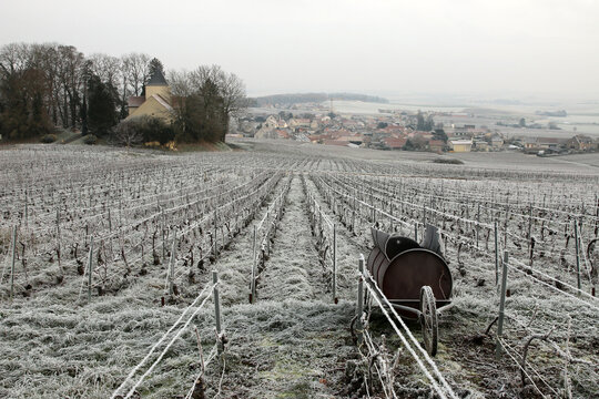Vignoble de Champagne de la Montagne de Reims