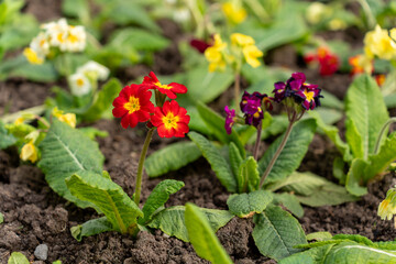 a flowerbed with red and yellow priodias and many others in it