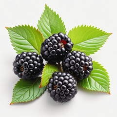 Close up blackberry on white background - obrazy, fototapety, plakaty