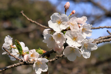 都心散歩　開花した浜離宮恩賜公園の桜