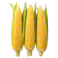 corncobs or corn ears on white isolated transparent, alpha background png