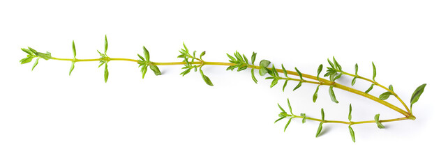 Fresh Thyme Herb isolated on white background.