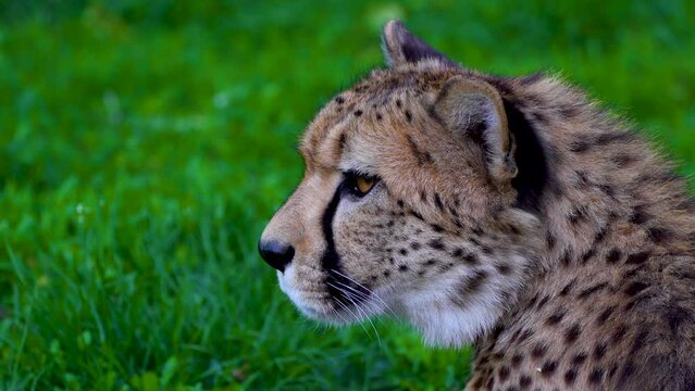 portrait of  leopard in the grass
