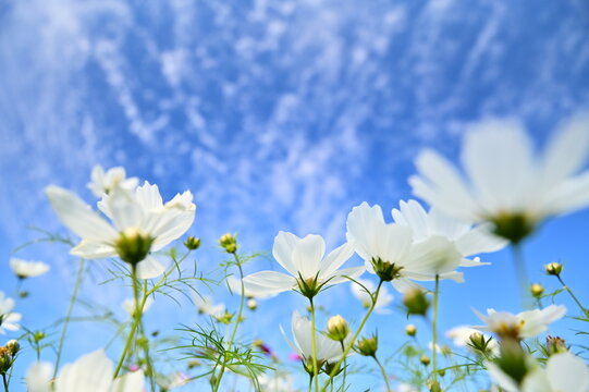 White cosmos bloom in a vast sea beneath a cerulean sky. Like an idyllic painting, the scene inspires hope and tranquility.