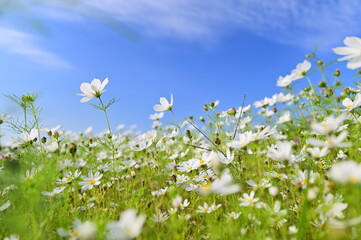 White cosmos bloom in a vast sea beneath a cerulean sky. Like an idyllic painting, the scene...