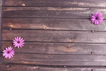 Dark wood texture background surface with old natural pattern with pink flowers on, plywood...