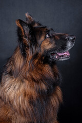 The portrait of German Shepherd Dog