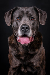 The portrait of Cane Corso Dog