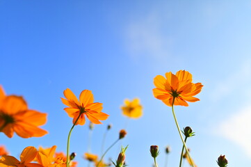Cosmos in full bloom, with vibrant colors against the blue sky, are a sight to behold.