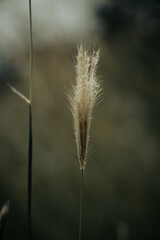 grass in the wind