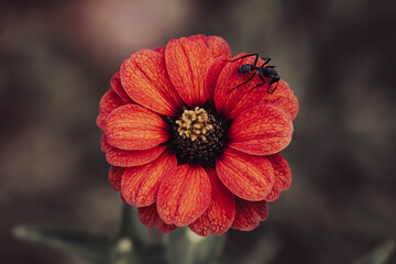 red poppy flower