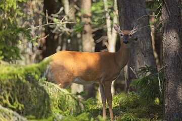 White-tailed deer (Odocoileus virginianus) in forest in summer.