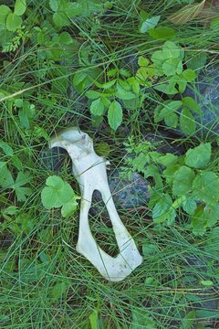 Closeup of white bare bone that are remains of deer on the ground in summer.