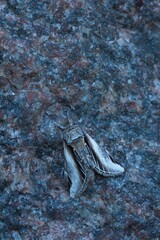 Closeup of night butterfly on rock early in summer morning.