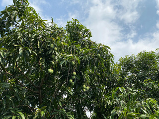 Mango tree