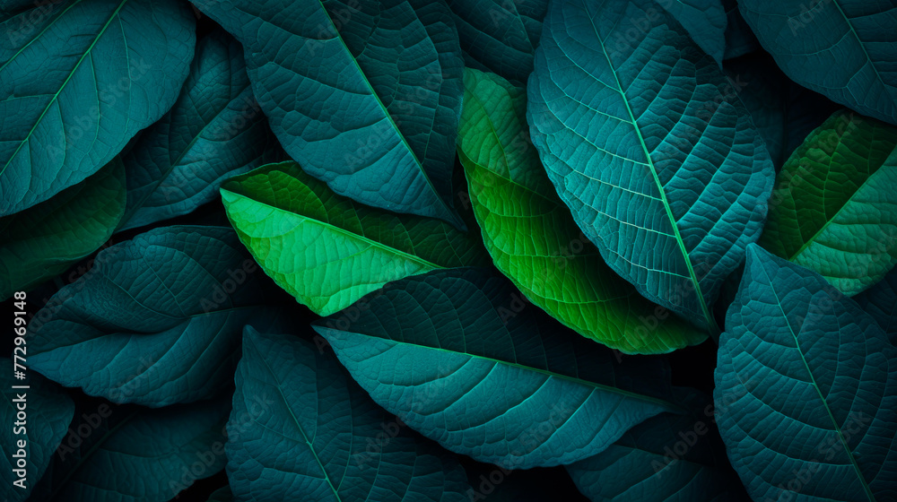 Wall mural A single green leaf against a dark backdrop