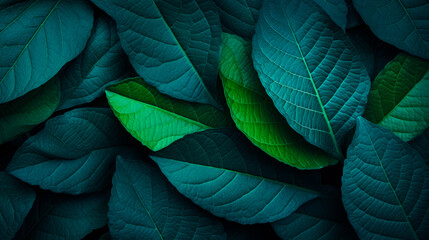 A single green leaf against a dark backdrop - obrazy, fototapety, plakaty