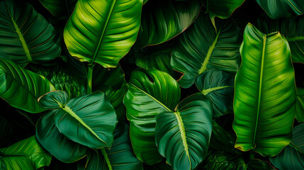 Green leaves close up on dark background