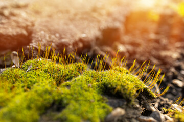Beautiful Bright Green moss grown up cover the rough stones and on the floor in the forest.