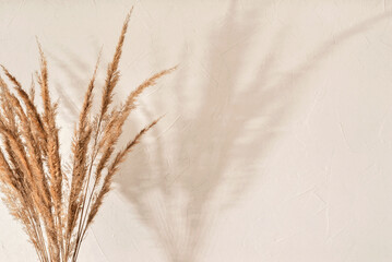 Meadow grass bouquet with floral sun light shadows on neutral beige wall, summer aesthetic...