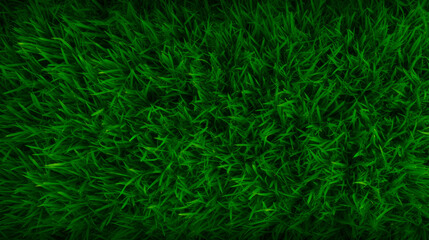 Green grass field close-up against black backdrop