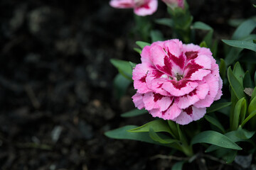 Pink carnation with green dark bokeh background and empty space